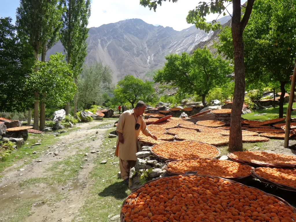 Apricot drying in Hunza