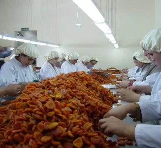Dried apricot processing